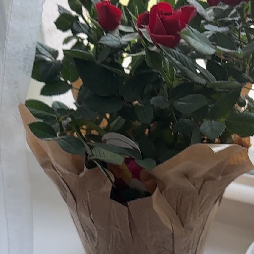 Photo of the plant species Mini Rose by @StatelyOnion26 named Ella on Greg, the plant care app