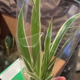 Photo of the plant species Variegated Spider Plant by @ClearTaraire15 named Anne on Greg, the plant care app