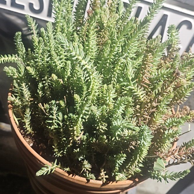 Photo of the plant species Petrosedum rupestre 'Blue Spruce' by @GrandBibi14 named Kardashian on Greg, the plant care app