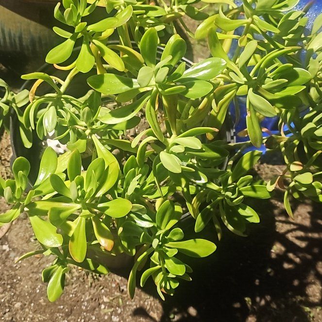 Photo of the plant species Tree Stonecrop by @GrandBibi14 named Aristotle on Greg, the plant care app