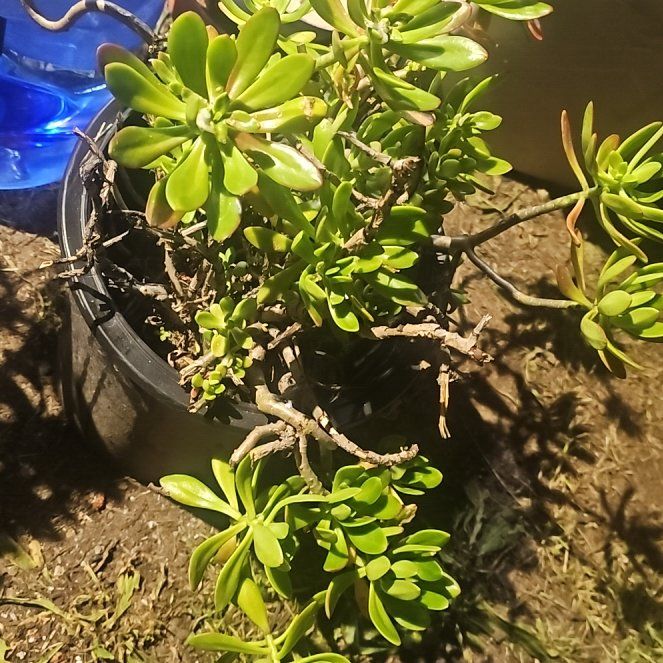 Photo of the plant species Tree Stonecrop by @GrandBibi14 named Hemingway on Greg, the plant care app