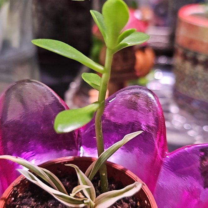 Photo of the plant species Tree Stonecrop by @GrandBibi14 named Rosa on Greg, the plant care app