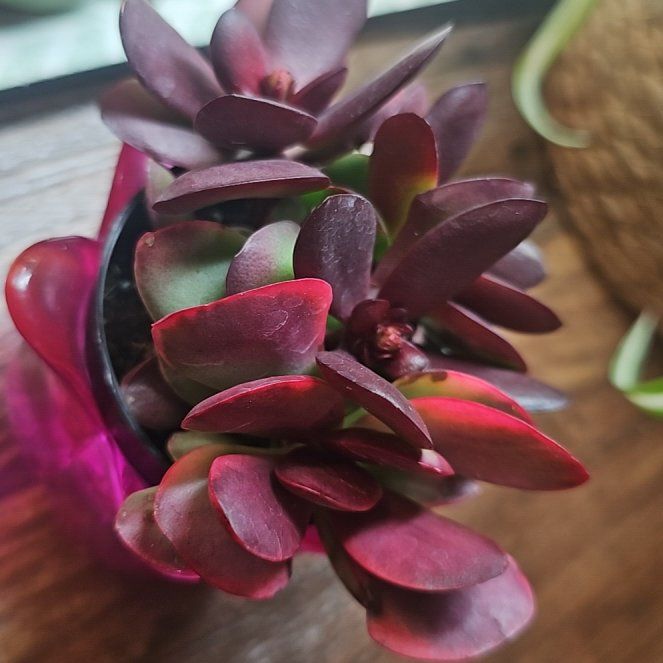 Photo of the plant species Crassula platyphylla 'Burgundy' by @GrandBibi14 named Burgundy on Greg, the plant care app