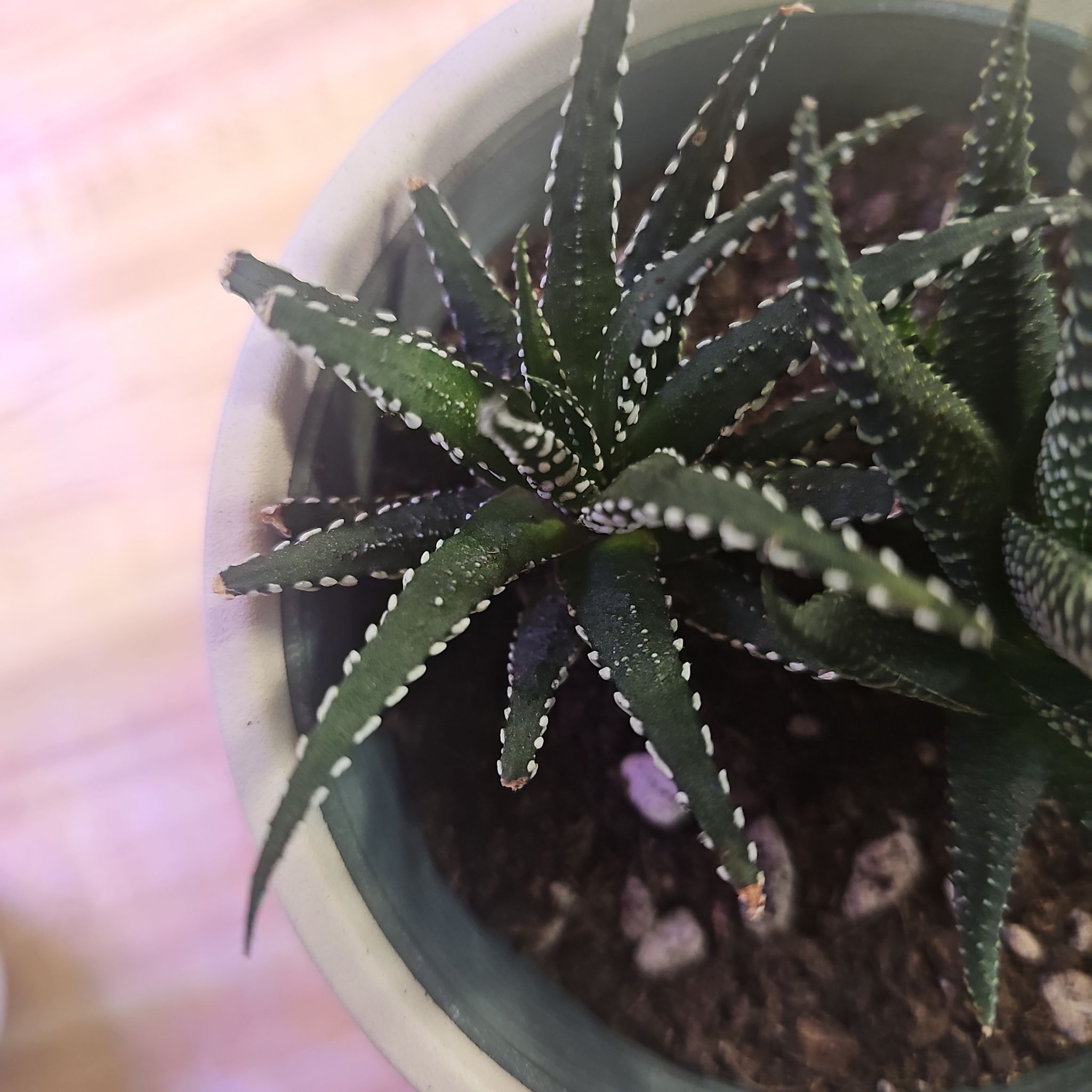 Photo of the plant species Zebra Haworthia by @GrandBibi14 named Spike Leaves on Greg, the plant care app