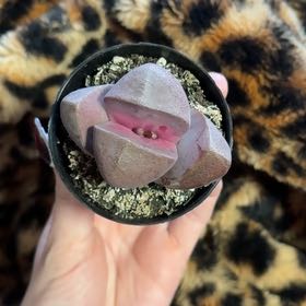 Photo of the plant species Royal Flush Split Rock by @FunFicus78 named Luna on Greg, the plant care app