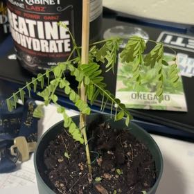 Photo of the plant species Chamber Bitter by @LeadRambutan24 named Winston on Greg, the plant care app