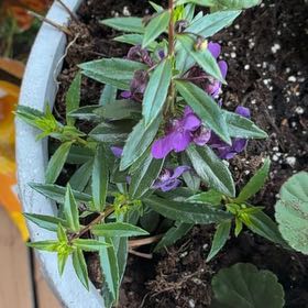 Photo of the plant species Balsam by @CivicDaboecia35 named Figyonce on Greg, the plant care app
