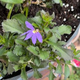 Photo of the plant species Scaevola Aemula by @CivicDaboecia35 named Khaleesi on Greg, the plant care app