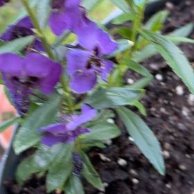 Photo of the plant species Brompton Stock by @CivicDaboecia35 named Dolores on Greg, the plant care app