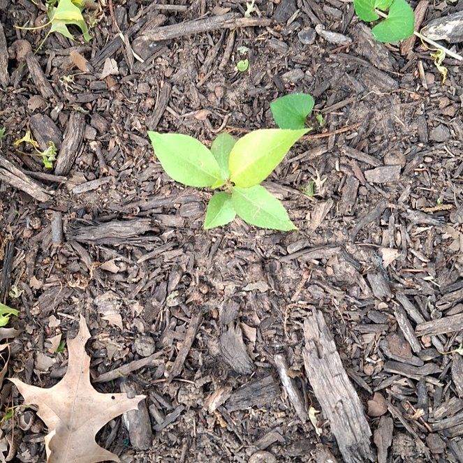 Photo of the plant species Virginia Knotweed by @GladRose17 named Marilyn on Greg, the plant care app