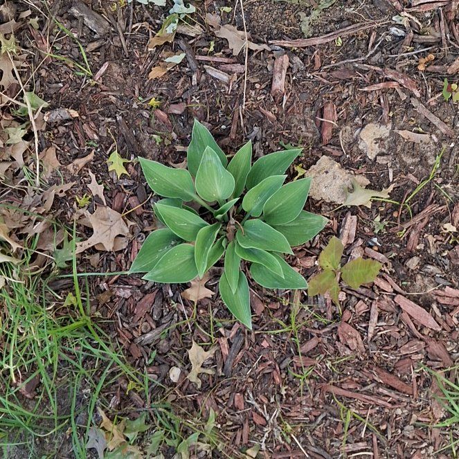 Photo of the plant species Arnoglossum by @GladRose17 named Zion on Greg, the plant care app