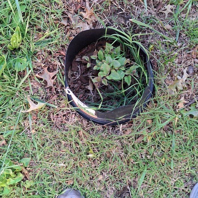 Photo of the plant species Common Honeylocust by @GladRose17 named Tupot amaroot on Greg, the plant care app