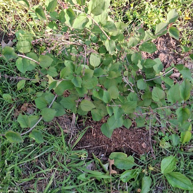 Photo of the plant species Coralberry by @GladRose17 named Stella on Greg, the plant care app