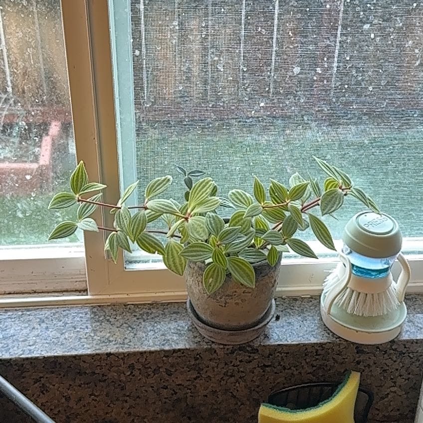 Photo of the plant species parallel peperomia by @Bonehoard named Athena on Greg, the plant care app