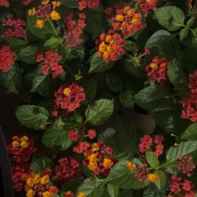 Photo of the plant species Lantana by @HotLuckyjade80 named Sproutacus on Greg, the plant care app