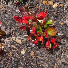 Photo of the plant species Flowering Quince by @HotLuckyjade80 named Ulysses S Plant on Greg, the plant care app