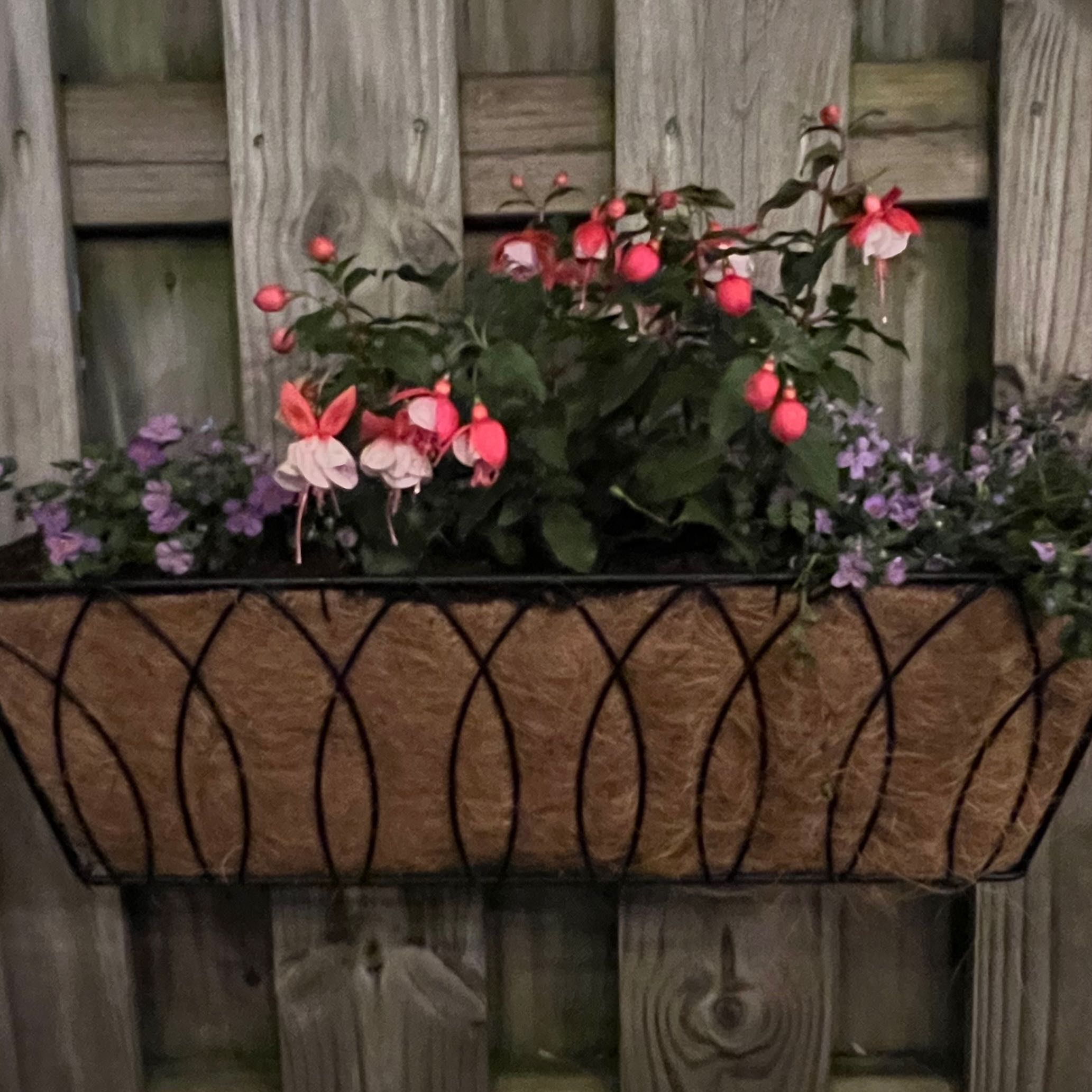 Photo of the plant species Hummingbird Fuchsia by @WingedLlavea named Naomi on Greg, the plant care app