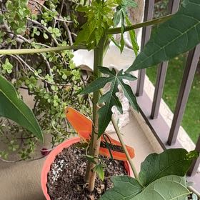 Photo of the plant species Papaya by @LucrativeComet0 named Plato on Greg, the plant care app