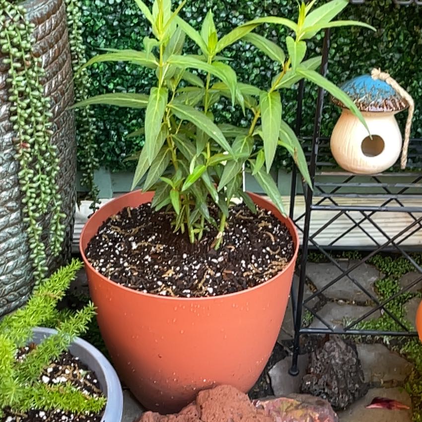 Photo of the plant species Ice Ballet Butterfly Plant by @GnarlyTagetes32 named Rainier on Greg, the plant care app