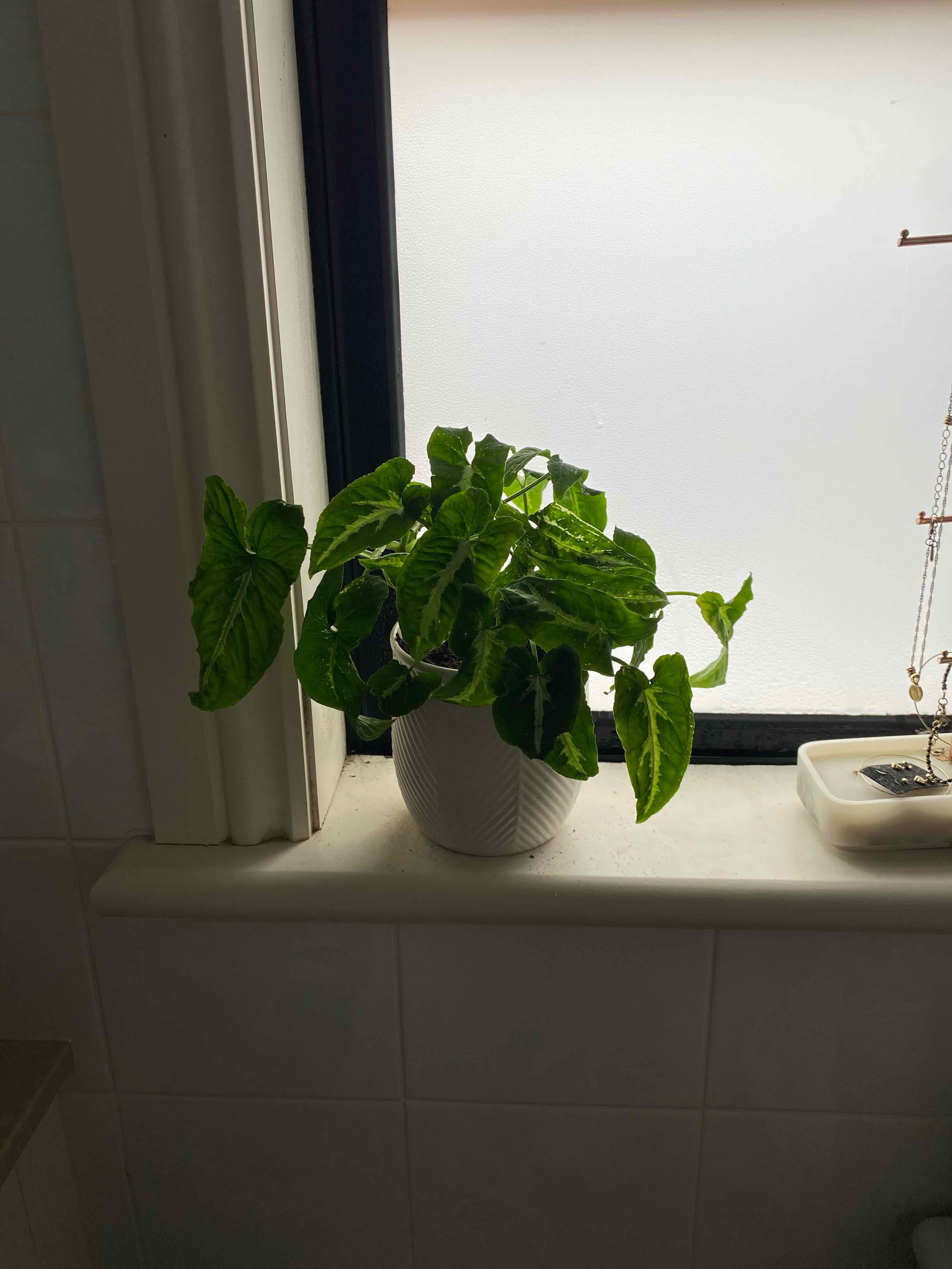 Syngonium wendlandii plant on a windowsill with some yellowing and browning leaves.
