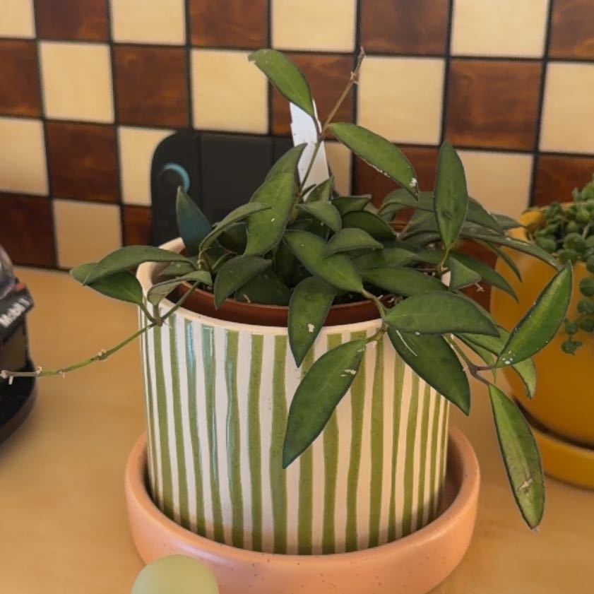 Photo of the plant species Hoya rosita 'Adrift' by @NurseGardenia6 named Hemingway on Greg, the plant care app