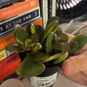 Photo of the plant species Mosaic Jade by @VipFuchsia87 named Beckham on Greg, the plant care app