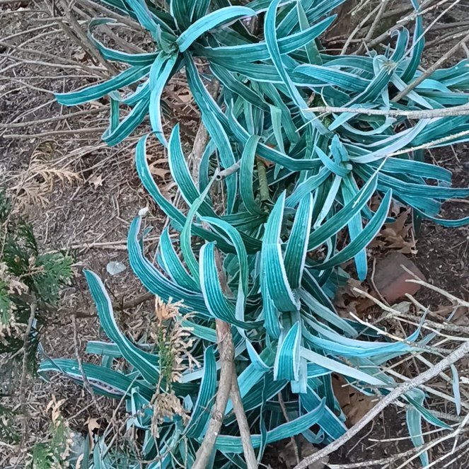 Photo of the plant species Pride of Madeira by @BraveJavamoss86 named Bella on Greg, the plant care app