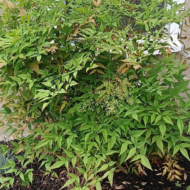 Photo of the plant species Sacred Bamboo by @BraveJavamoss86 named Robert Plant on Greg, the plant care app