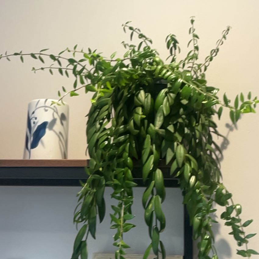 Photo of the plant species Lipstick plant 'Japhrolepsis' by @GroovyDuranta32 named Rihanna on Greg, the plant care app