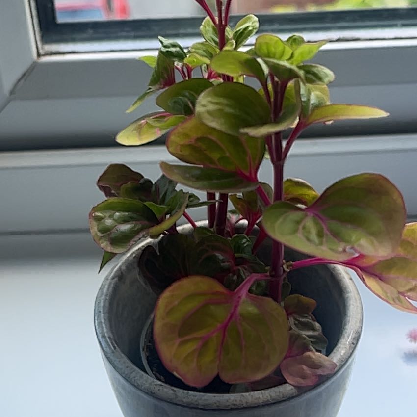 Photo of the plant species Rich Gold Star by @GroovyDuranta32 named ChloroPhil on Greg, the plant care app