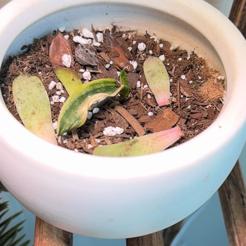 Photo of the plant species Sansevieria Silver Flame by @PapaPothos named Walt on Greg, the plant care app