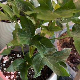 Photo of the plant species Ivy Tree by @PapaPothos named LiloStitch on Greg, the plant care app