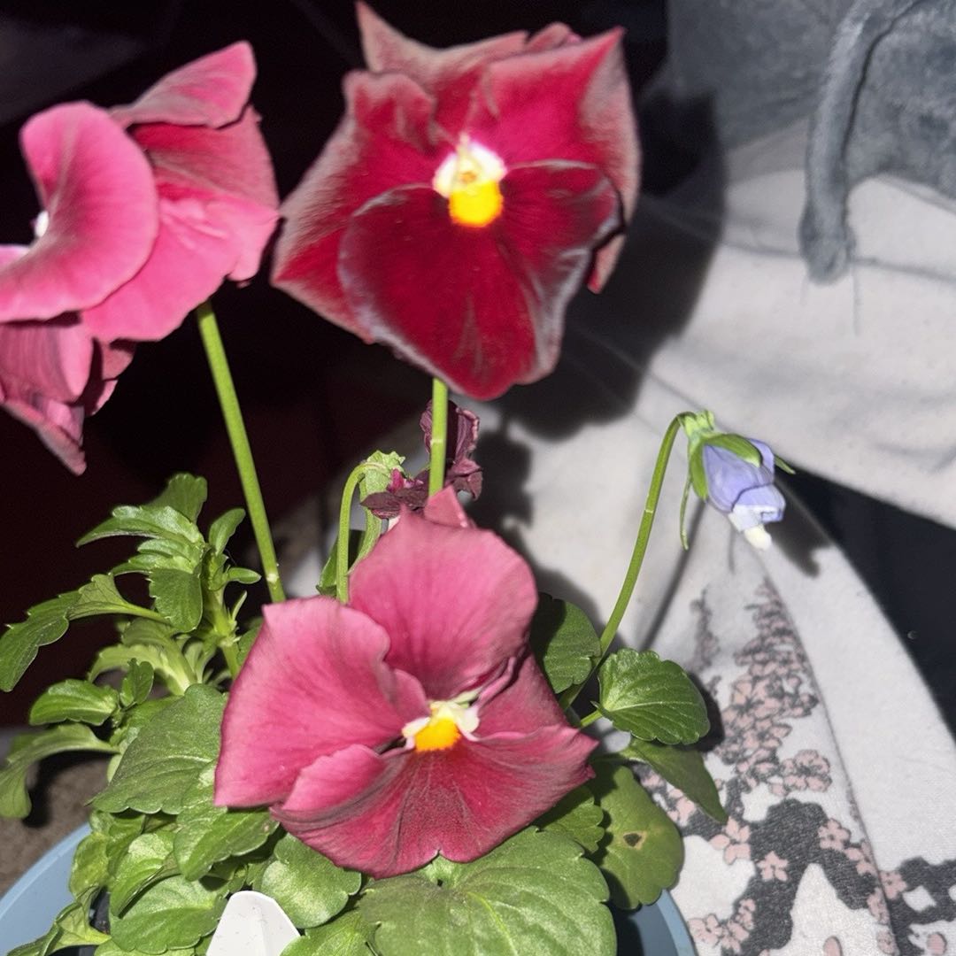 Photo of the plant species Common Primrose by @RadBokchoi96 named Elle on Greg, the plant care app