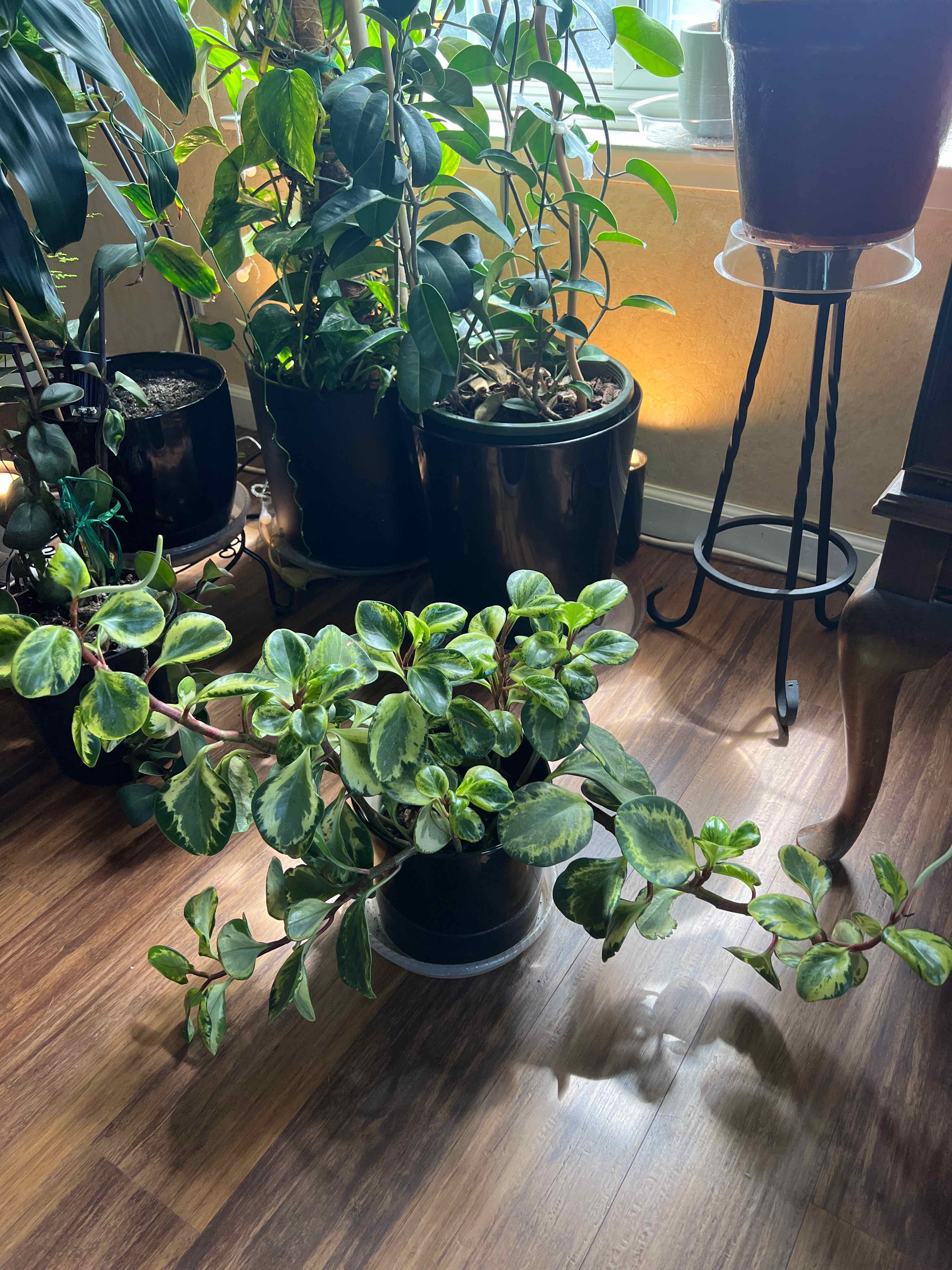 Golden Gate Peperomia plant indoors with other plants in the background.