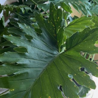 Split Leaf Philodendron plant in Montara, California