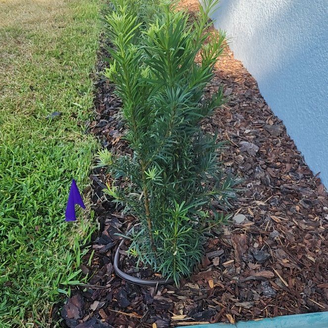 Photo of the plant species Podocarpus Plant by @PreciousPhlox21 named Mochi on Greg, the plant care app