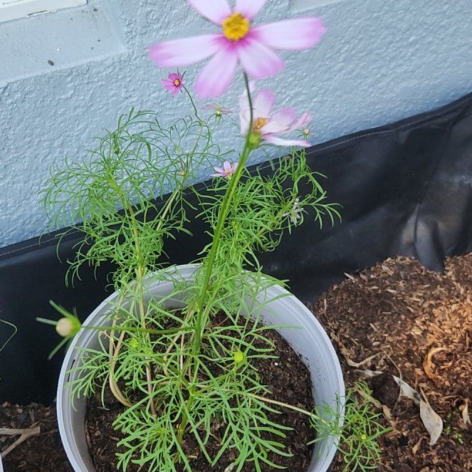 Photo of the plant species Garden Cosmos by @PreciousPhlox21 named Fernie Mac on Greg, the plant care app