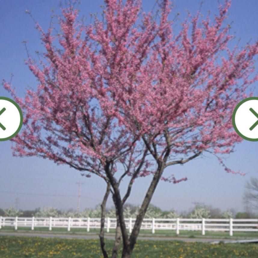 Photo of the plant species Western Redbud by @SilvertonedKoa7 named Anne on Greg, the plant care app