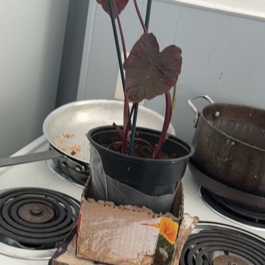 Photo of the plant species Colocasia 'Redemption' PP34,729 by @SweetKatsura21 named Remington on Greg, the plant care app
