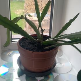 Photo of the plant species Yellow Pitaya by @emils named Elle on Greg, the plant care app