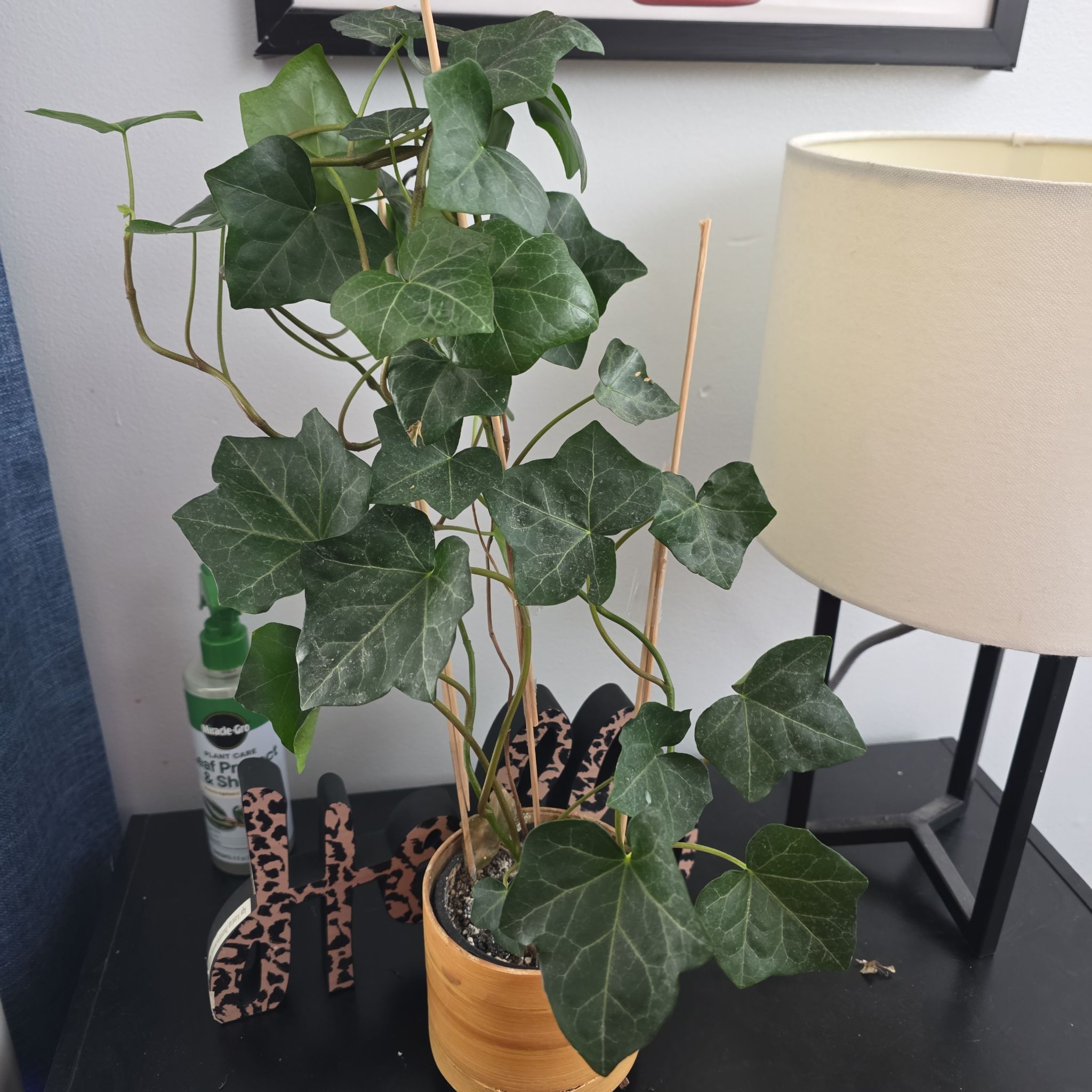 Photo of the plant species Creeping Cucumber by @ProbableRedsage named Gregarious on Greg, the plant care app