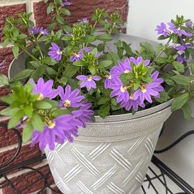 Photo of the plant species Scaevola Aemula by @SalientAlocasia named Remington on Greg, the plant care app