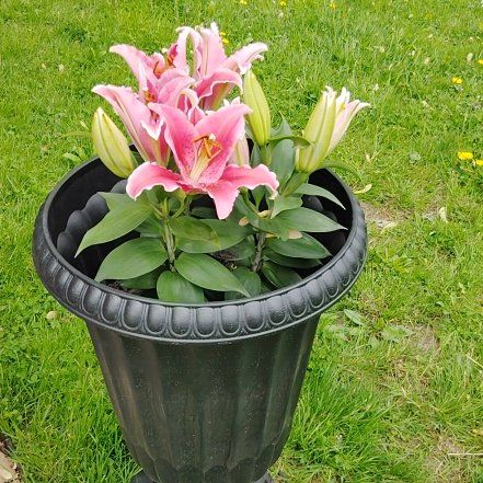Photo of the plant species Oriental Lily 'Gentle Romance (Rosy)' by @DearBaytree13 named Oriental lily on Greg, the plant care app