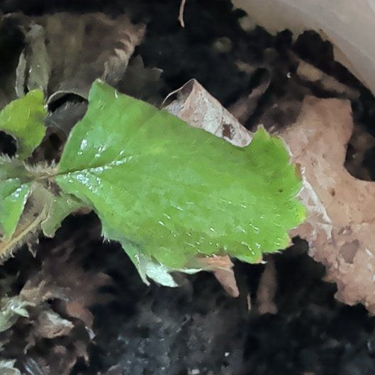 Photo of the plant species Mock Strawberry by @StarryKatsura20 named Sage on Greg, the plant care app