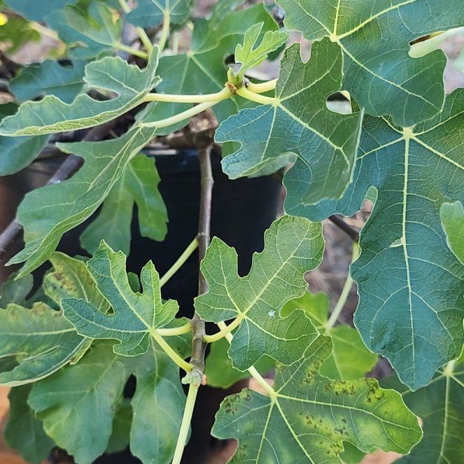 Photo of the plant species Brown Turkey Fig by @GodlyLilac1 named Drake on Greg, the plant care app