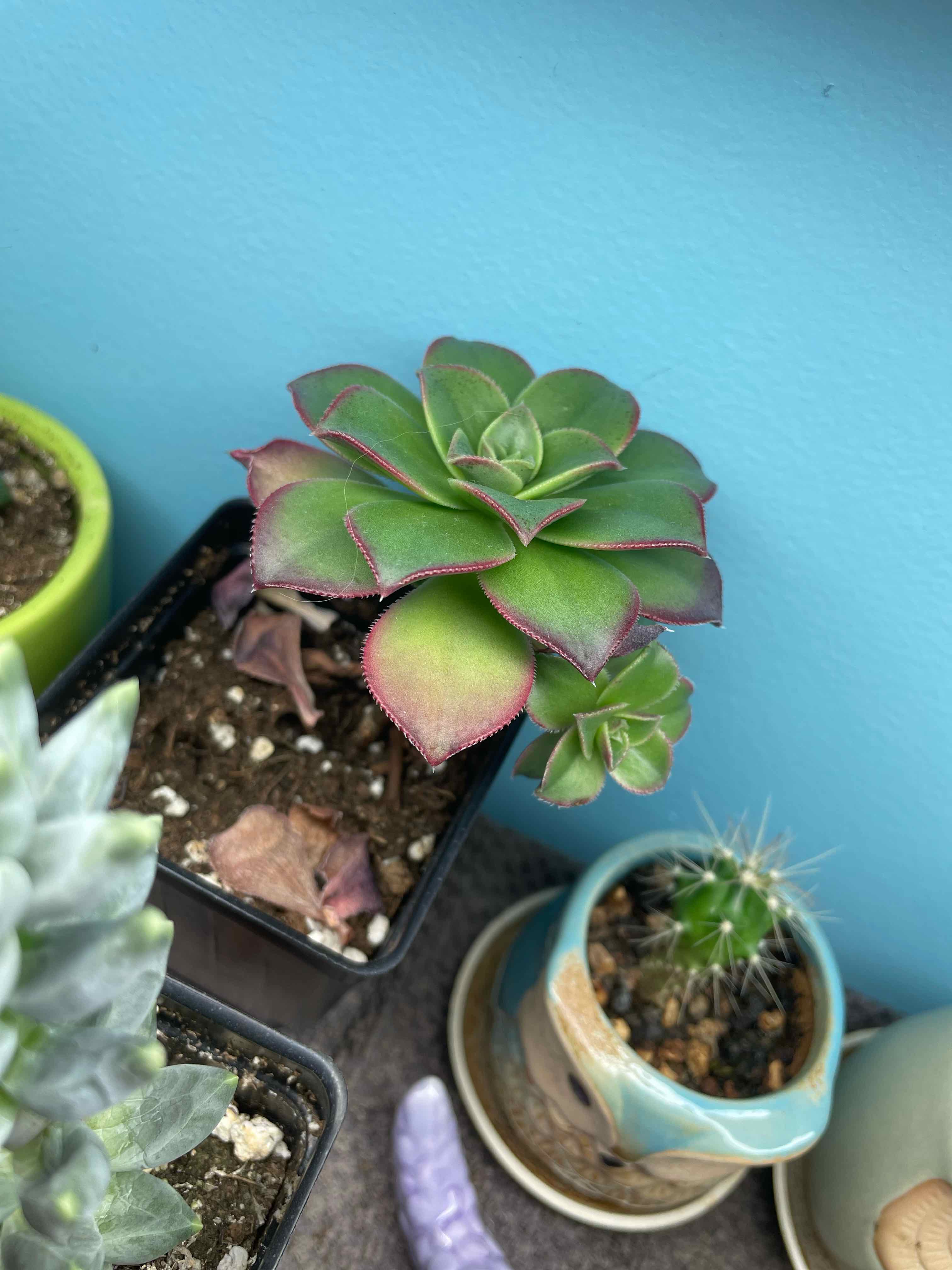 Kiwi Aeonium plant in a pot with vibrant green leaves edged in red, soil visible.