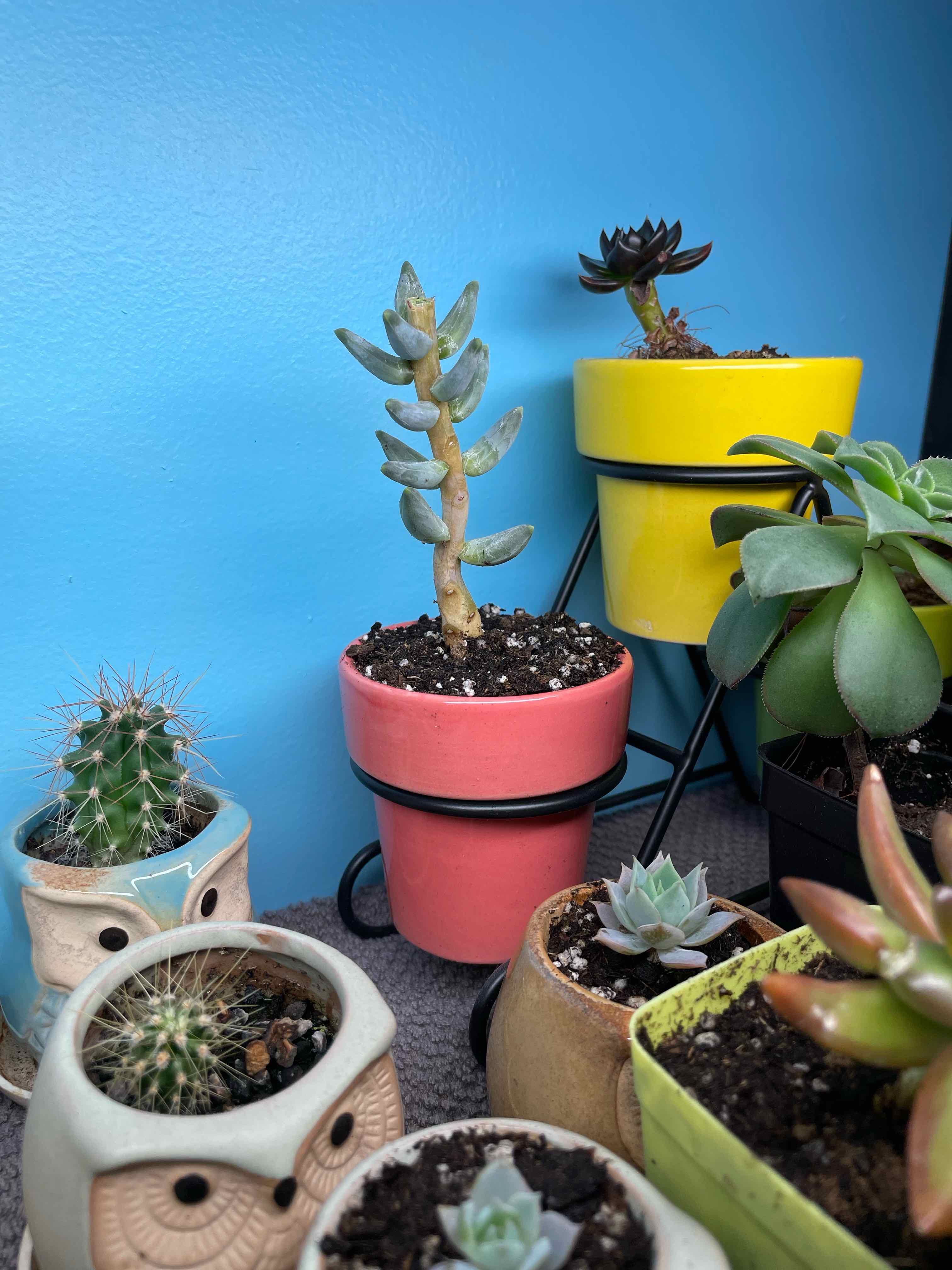 Image of a Little Jewel succulent in a pink pot, surrounded by other potted plants.