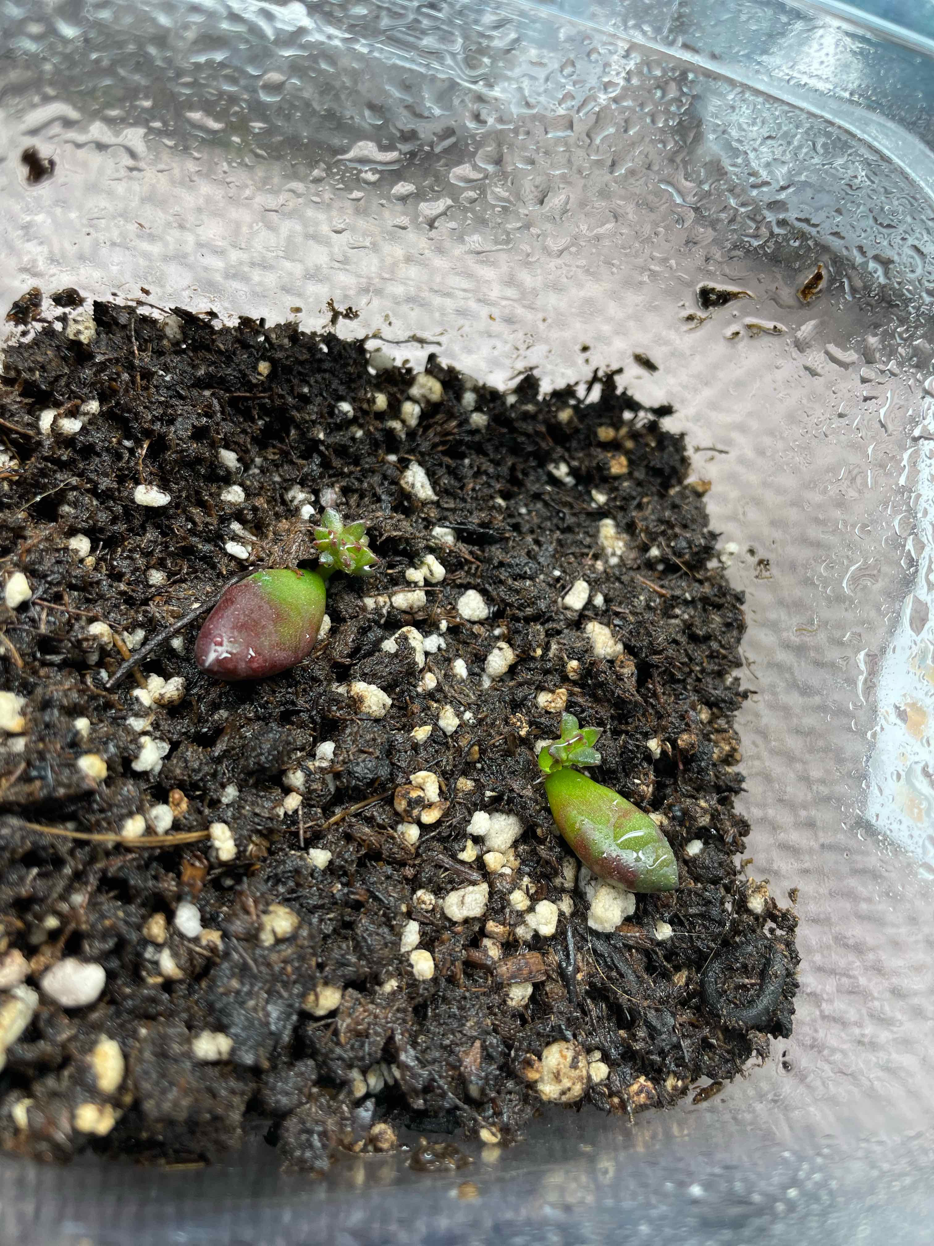Two small Sedeveria 'Jet Beads' plants in a container with soil, early growth stage.