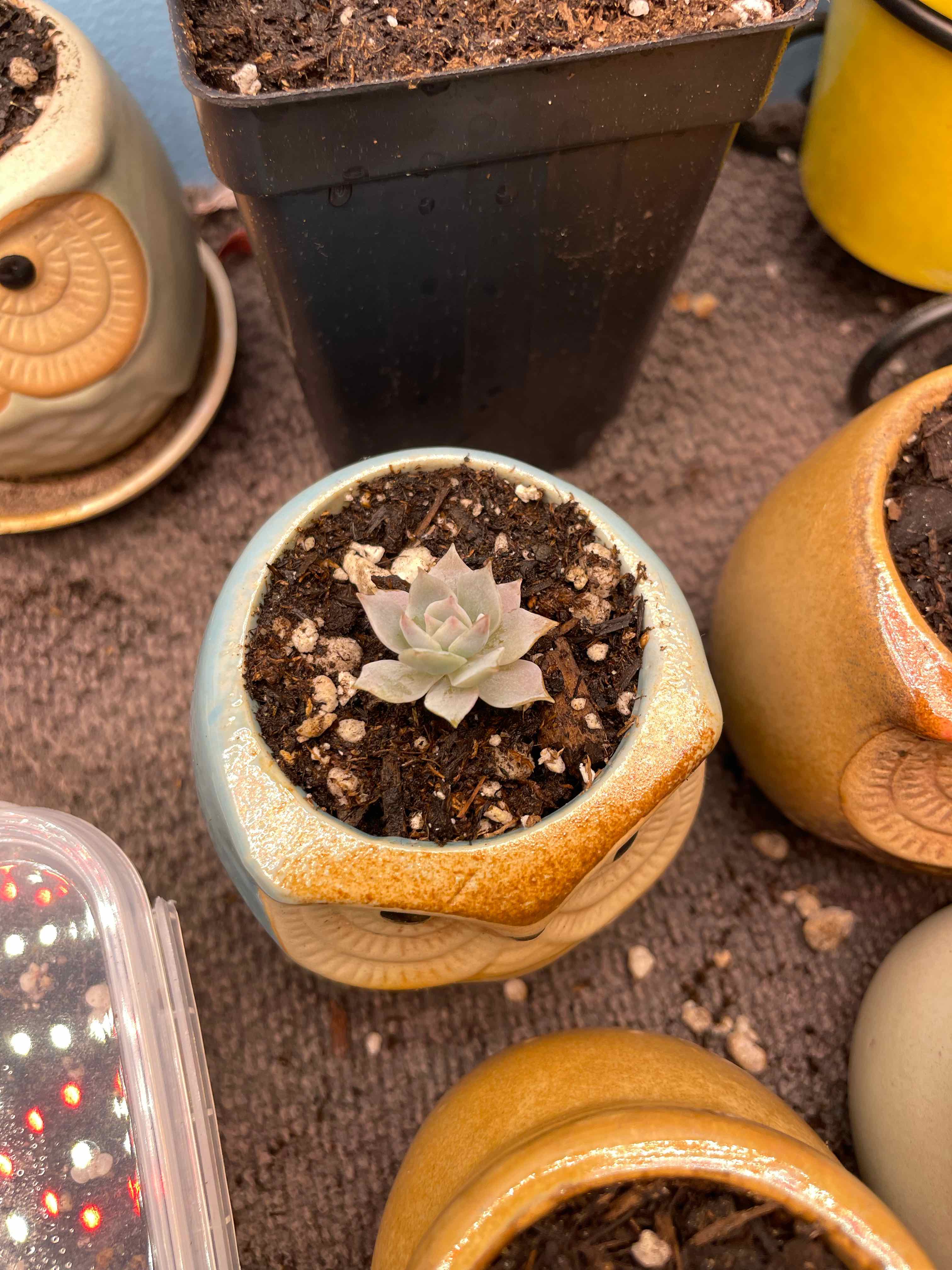 Photo of the plant species Sweet Smelling Sedum by @ImAParentNow named Edward on Greg, the plant care app