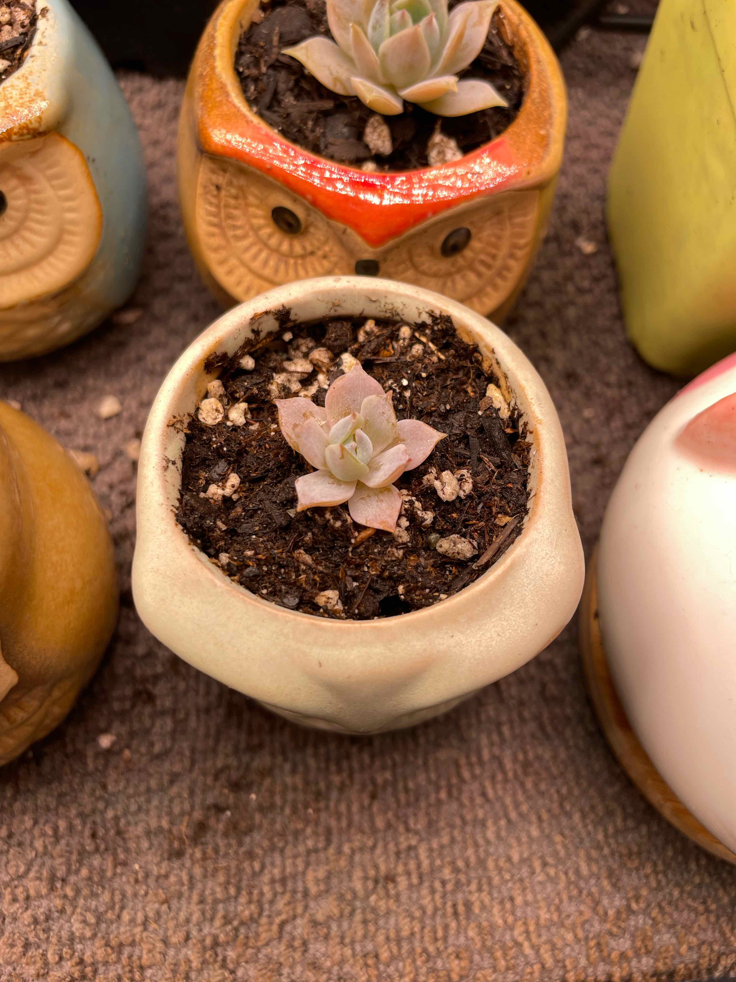Photo of the plant species Sweet Smelling Sedum by @ImAParentNow named Bella on Greg, the plant care app
